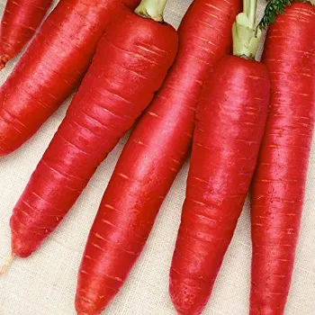 Natural Red Carrot 